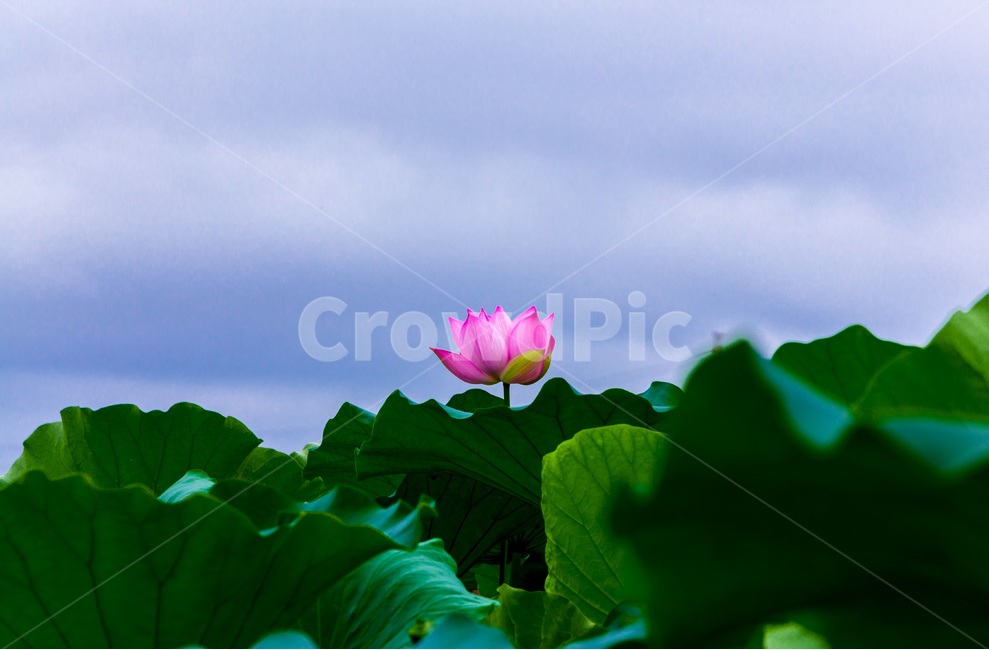연꽃,연잎,문양,무늬,습지,자연,식물,자연,plants,nature,꽃,flower