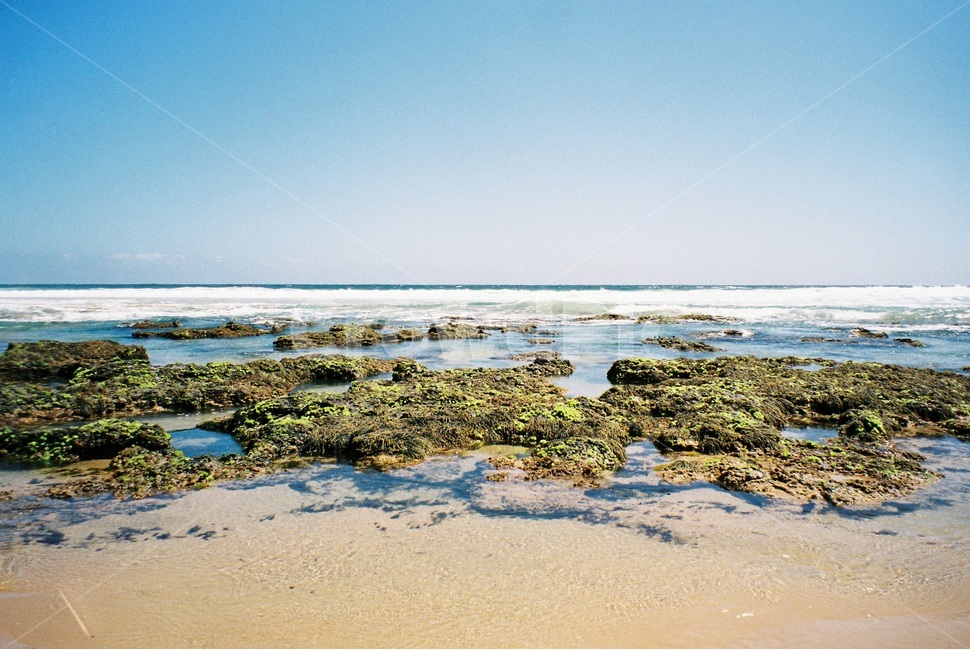 필립아일랜드,philipisland,sea,바다,파도,자연,힐링,고독,사색,잔잔함,healing,alone,film,자연,풍경,nature,landscape,해변,바다,beach,sea,plant,식물,algae,조류