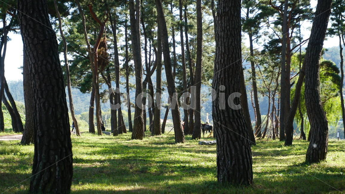 숲,소나무,들판,숲속,감성,따뜻함,포근함,봄,자연,풍경,nature,landscape,식물,plants,나무,trees,wood,tree,plant,tree trunk,나무 줄기