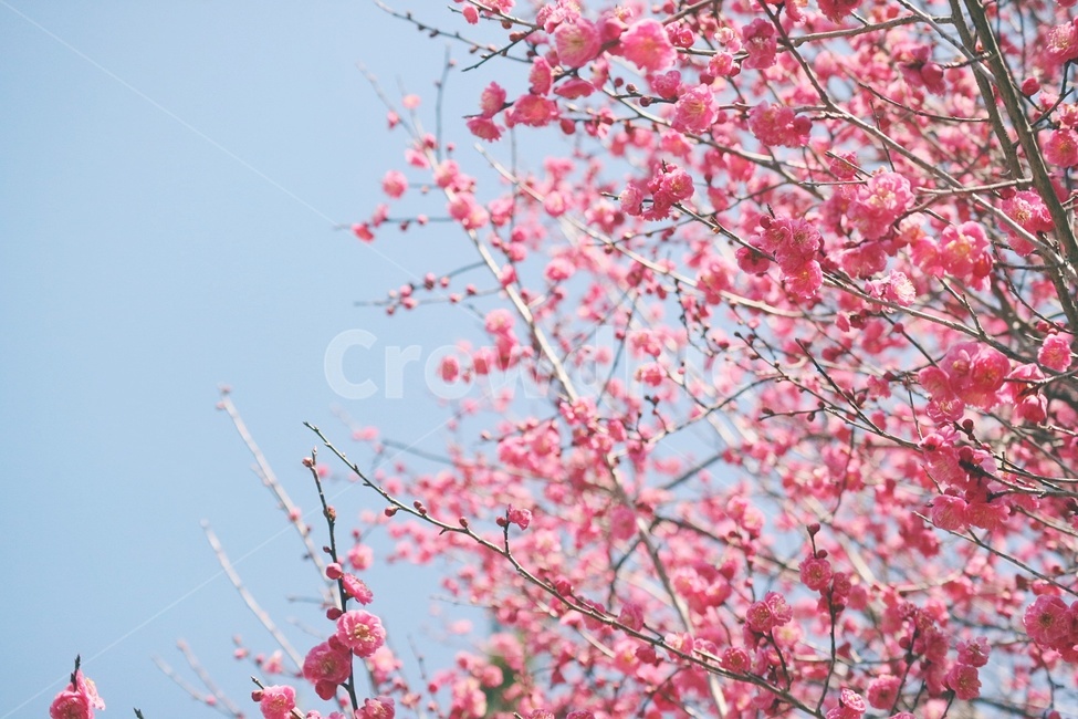 봄,꽃,spring,flower,홍매화,순천,탐매마을,봄,계절,spring,season,식물,자연,plants,nature,꽃,flower,감성,sensible,feeling,plant,blossom