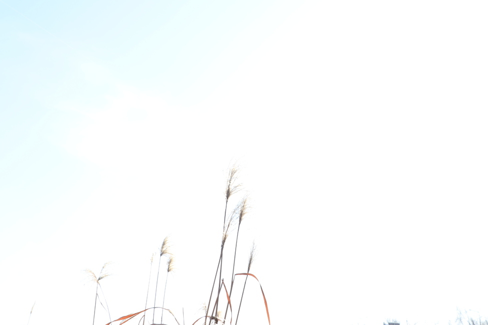빛,역광,갈대,하이키촬영,로우키촬영,자연,풍경,nature,landscape,grass,잔디,plant,식물,lawn