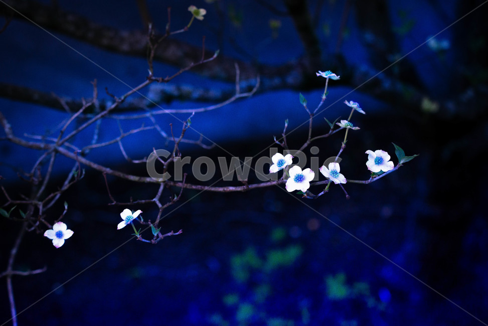 꽃,봄,flower,파란색배경,단아함