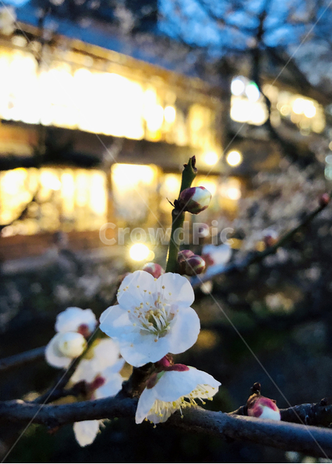 매화,꽃,봄꽃,교토,일본,flower,springflower,kyoto,anumeflower,japaneseapricotflower,japan,japanese,봄,계절,spring,season,식물,자연,plants,nature,꽃,flower,plant
