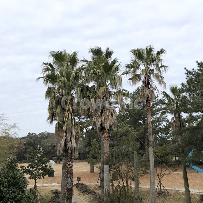 감성,tree,나무,plant,식물,야자수,palmtree,arecaceae