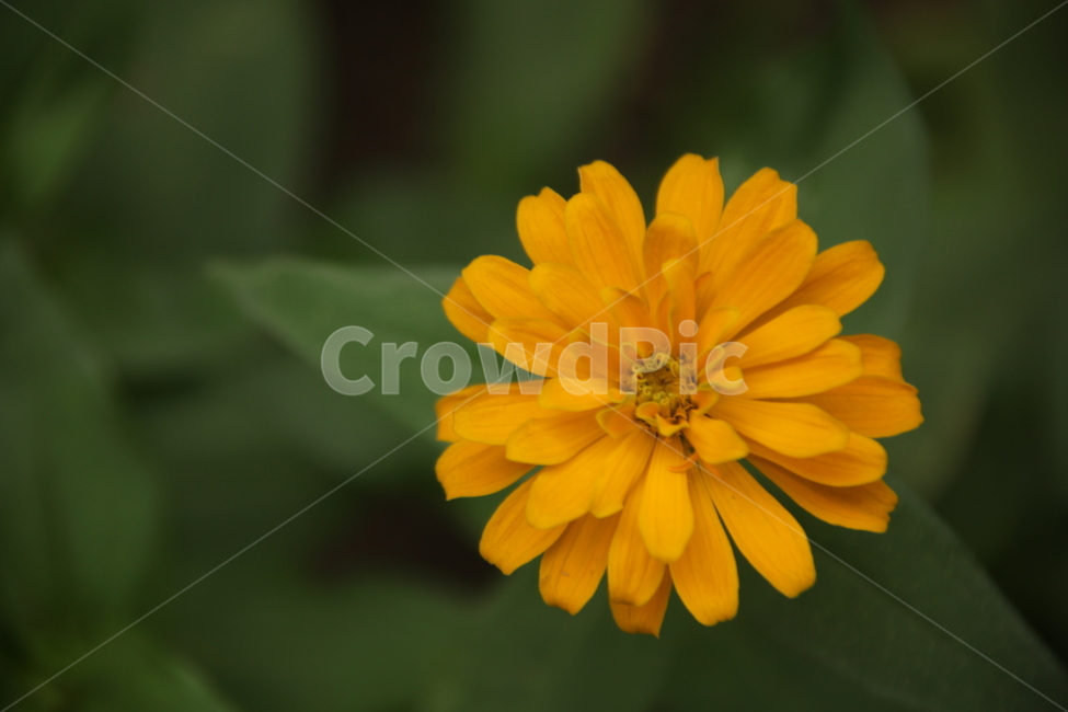공원,노란꽃,꽃,이쁜꽃,공원에핀꽃,식물,자연,plants,nature,꽃,flower