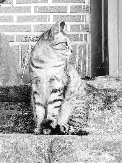 고양이,옆모습,cat,흑백사진,흑백,blackandwhite,아메리칸숏헤어,americanshorthair