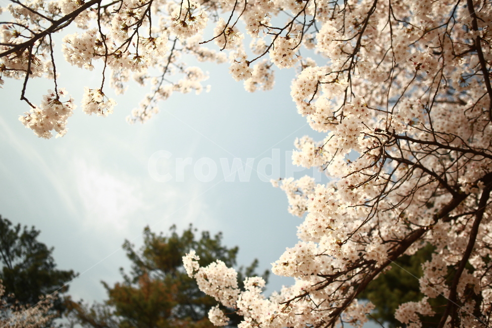 벚꽃,벚꽃나무,벚나무,봄,자연,꽃,꽃나무,봄꽃,봄,계절,spring,season,식물,자연,plants,nature,꽃,flower,감성,sensible,feeling,plant,blossom,cherry blossom