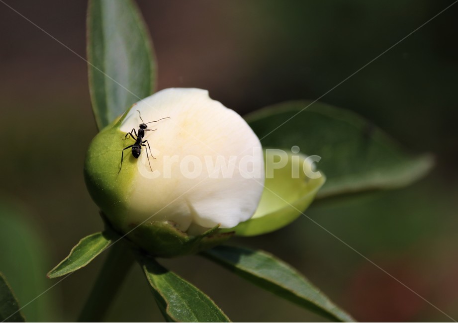 작약꽃,개미,생명,꽃망울,자연,nature