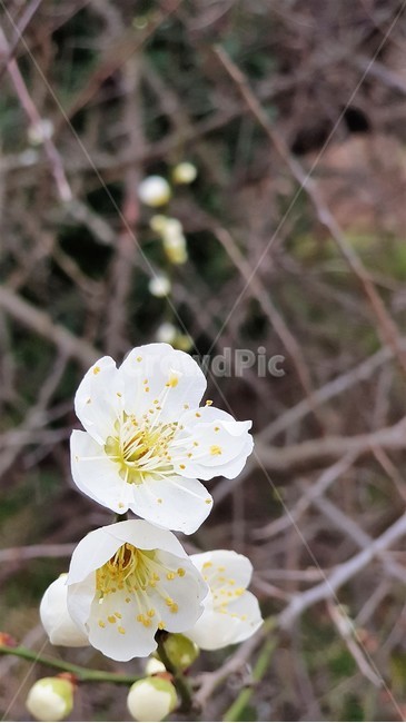 매화,꽃,봄,자연,식물,nature,landscape,spring,season,봄,계절,spring,season,식물,자연,plants,nature,꽃,flower,plant
