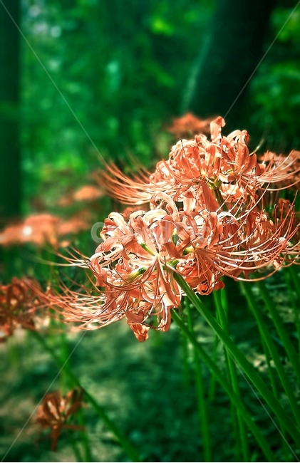 꽃,석산화,자연,nature,flower,식물,자연,plants,nature,꽃,flower