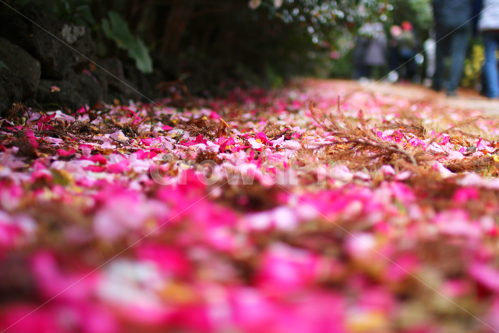 road,pretty road,Pollen,Emotion,flower road
