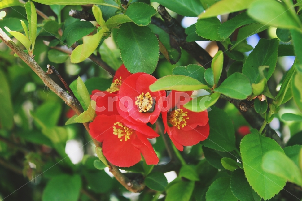 plant,식물,pollen,화분,꽃
