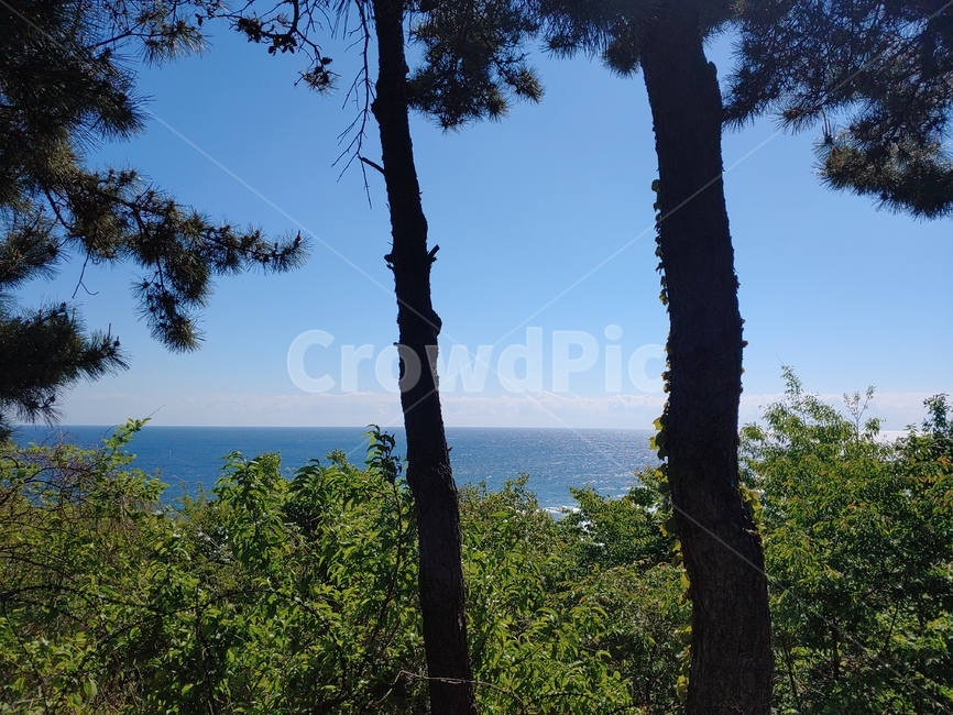 바다,나무,sea,tree,nature,자연,바닷가,풍경,하늘,sky