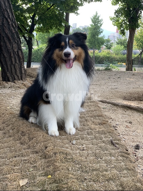 강아지,개,셔틀랜드쉽독,셀티,shetlandsheepdog,sheltie,pet,반려견,dog,puppy,동물,animal,포유류,mammal,개,강아지,dog,doggy