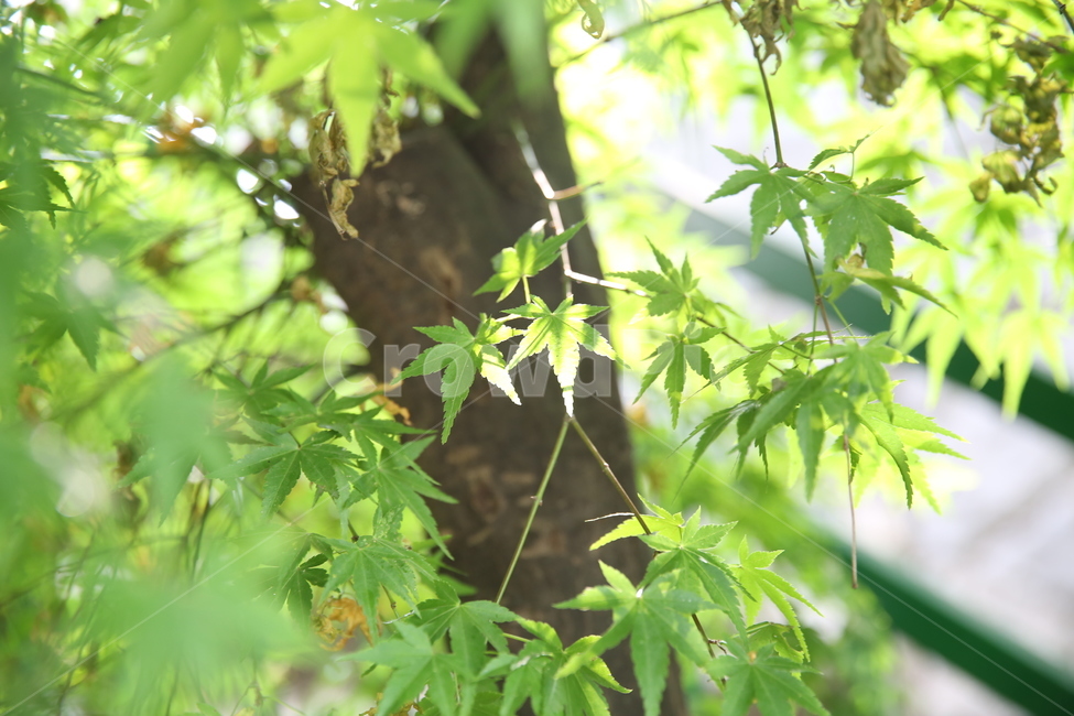 초록,나무,햇살,여름,초여름,늦봄,초록단풍,단풍,단풍잎,단풍나무,그린,역광