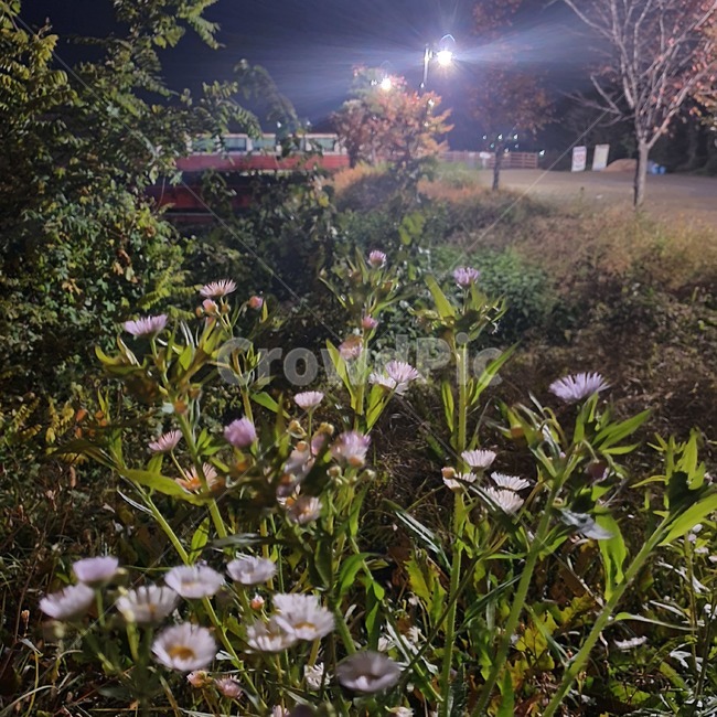 plant,식물,꽃,flower,밤,야경,night
