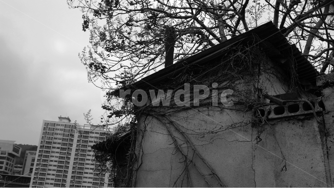 빈티지,분위기,흑백사진,낡은집,폐가,대비,주택,아바트,도시,풍경,city,landscape,한국도시풍경,한국도시경관,korea cityscape,빈티지사진,빈티지느낌,빈티지감성,vintage,흑백,모노톤,monochrome,black and white,building,건물,nature,자연,shelter,피난처,countryside,한 지방,rural,농촌,outdoors,옥외,plant,식물,tree,나무