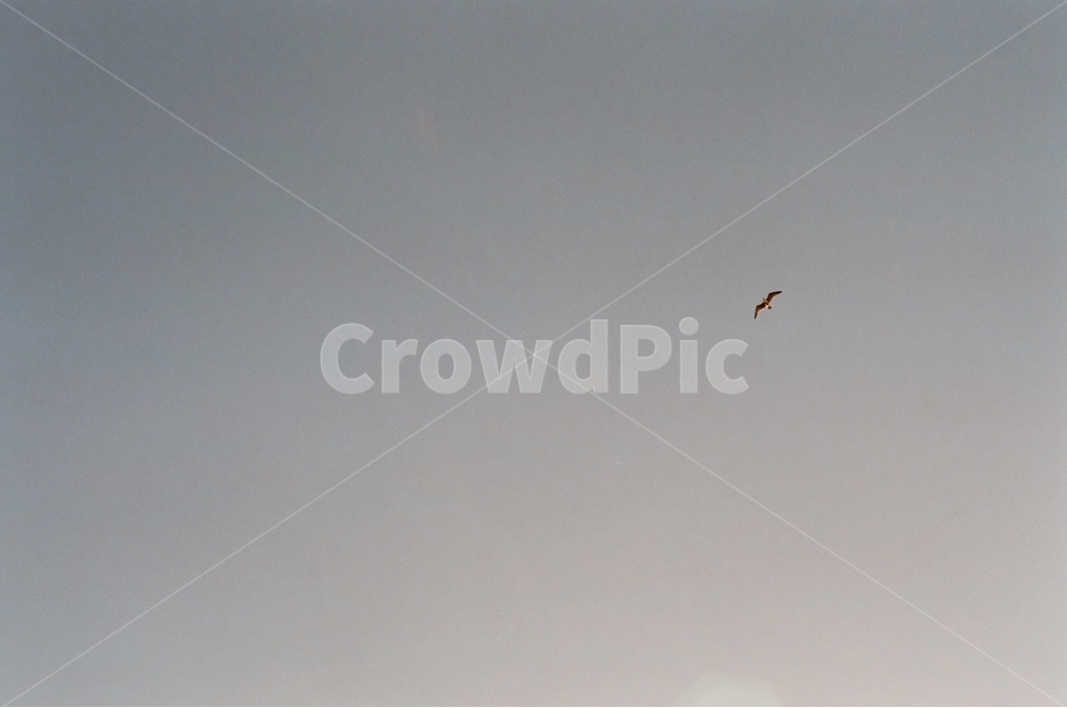 하늘,갈매기,바닷가,동작,동물,조류,새,seagull,gull,스페인,해외,외국,세계,세계풍경,자연풍경,자연,도시,풍경,감성,감정,spain,landscape,world,feeling,emotion,자연,풍경,nature,landscape,동물,animal,조류,새,birds,감성,sensible,feeling,leisure activities,레저 활동,adventure,모험,flying,나는,bird