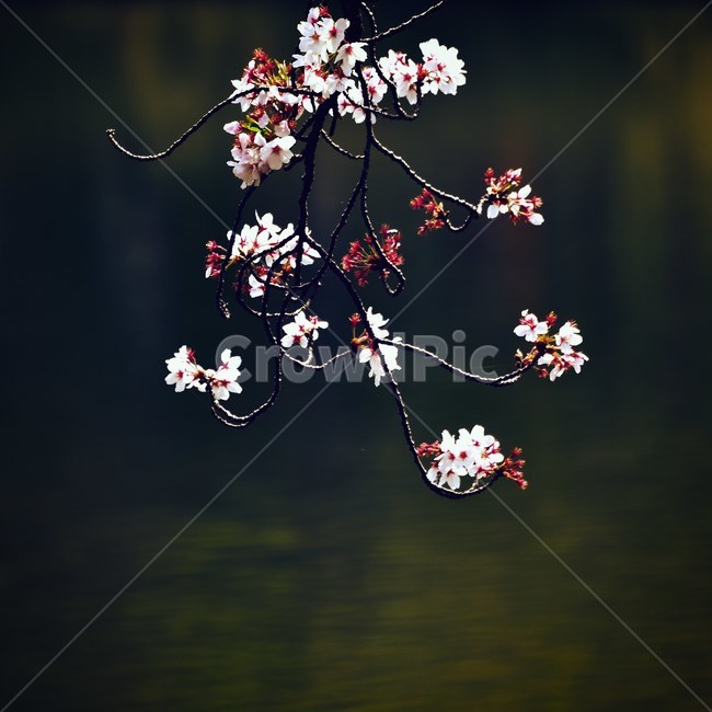 벚꽃,낙화,꽃,아름다움,봄,도쿄,공원,일본,봄,계절,spring,season,plant,식물,blossom,flower