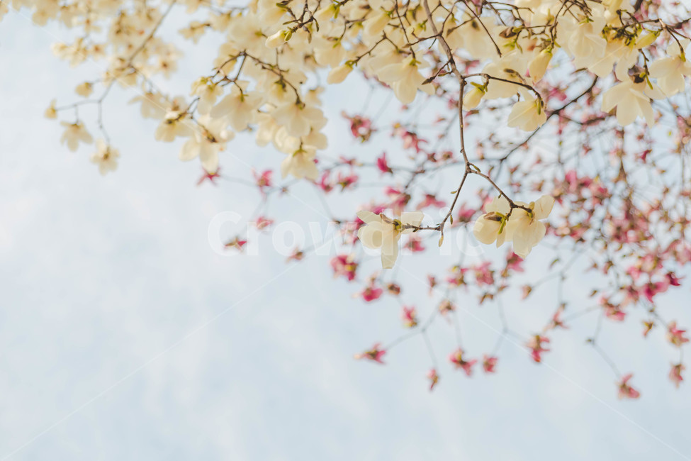 벚꽃,봄,꽃,blossom,cheeryblossom,꽃잎,flower,봄,계절,spring,season,식물,자연,plants,nature,꽃,flower,plant