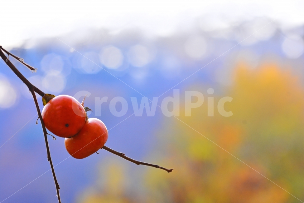 가을,시즌,감성,감,과일,열매,식물,나무,늦가을,leaf,season,maple,시안,디자인,디자이너,출판,편집,책자,서적,사보,카다로그,콘텐츠,리플렛,브로셔,컨셉,콘셉,컨셉트,모바일,팝업,전단,광고,색감,칼라풀,아름다운,뷰티풀,beautiful,sns,ebook,웹,마케팅,마켓팅,필,느낌,서정,배경,바탕,백그라운드,보케,빛망울,배경흐림,아웃포커스,outfocus,background,나뭇가지,석양,단풍,계절,11월,식용,까치밥,가을,계절,fall,autumn,season,과일,열매,fruit,plant,food,음식,persimmon
