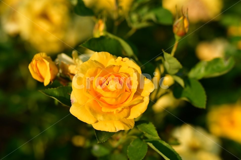 장미,노란장미,공원,꽃,장미꽃,식물,노랑,rose,flower,spring,yellow,plants