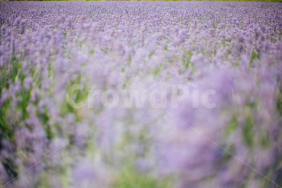 광양,라벤더,보라색,꽃,여름,자연,풍경,nature,landscape,plant,식물