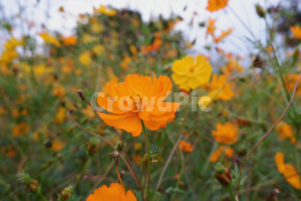 plant,flower,코스모스,꽃,황화코스모스,주황색꽃,blossom