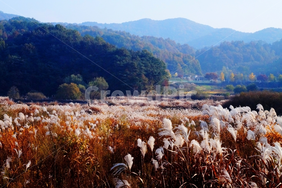 가을,가을들녁,억새,억새풀꽃,가을분위기,추억,가을풍경,억새밭,갈대