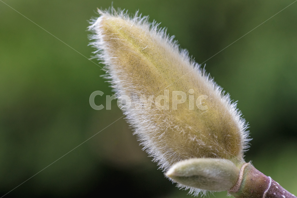 목련,꽃,봄,자연,풍경,접사,spring,flower,nature,beauty,macro,봄,계절,spring,season,식물,자연,plants,nature,vegetation,초목,plant,bush,부시,blossom,astragalus,복사 뼈
