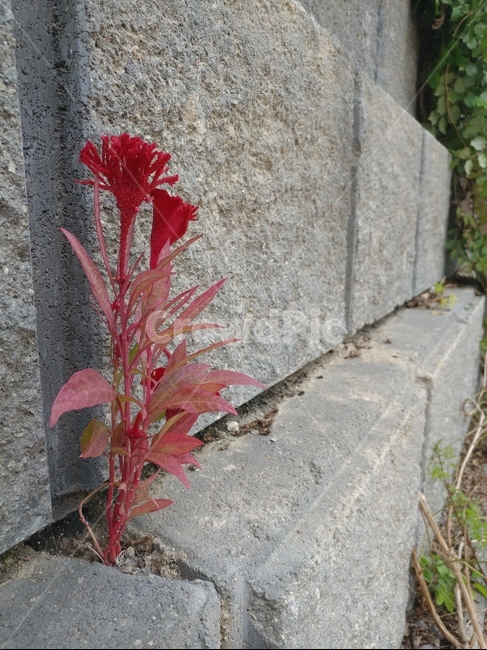 담,꽃,붉은꽃,빨란색,틈,돌,식물,자연,plants,nature