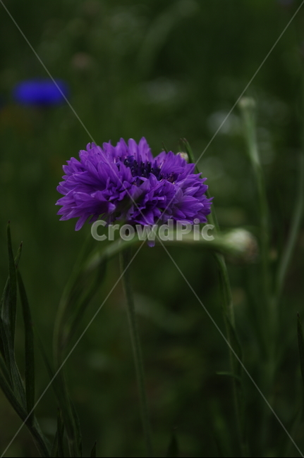 꽃,flower,식물,plant,자연,nature