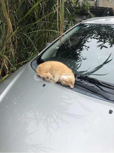 고양이,자연,귀여운,따뜻한,동물,동물,animal,포유류,mammal,고양이,cat,kitten,kitty