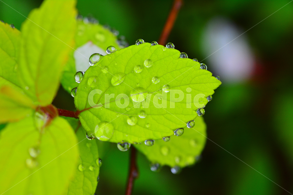 이슬,물방울,풀잎이슬,투명,빗방울,봄비,dew,water,맺히다,방울방울,plant,green,초록,싱그러운,신선한,맑은,아침이슬,해맑은,빗물,초본,영롱한,접사,마크로,클로즈업,fresh,clean,clear,natural,자연,새순,출발,start,시작,어린,연약한,순수,청정,식물,자연,plants,nature