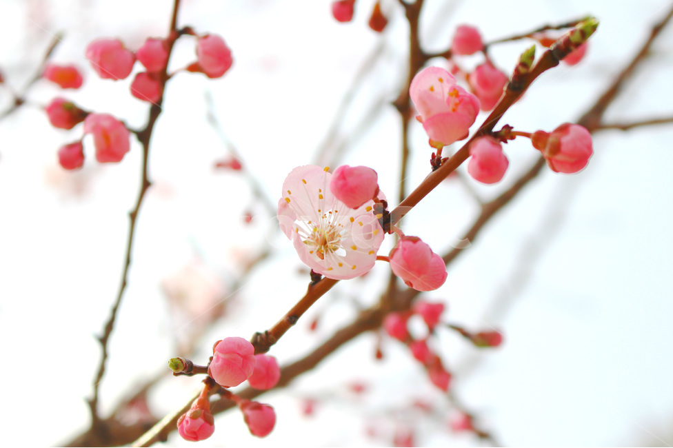 감성사진,봄,풍경사진,매화,꽃,하늘,자연,풍경,daily,flower,pink,spring,봄,계절,spring,season,식물,자연,plants,nature,꽃,flower,plant,blossom