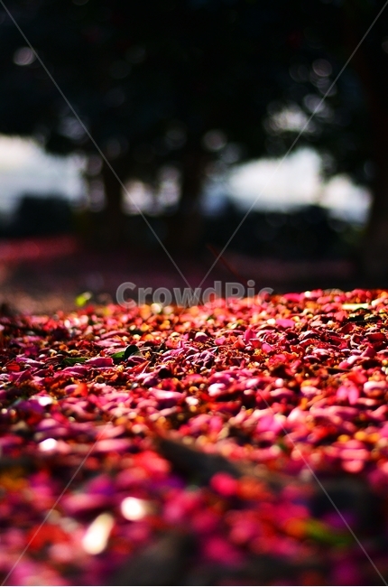 제주,동백꽃,꽃잎,꽃길,아웃포커싱,로우앵글,붉은,자연,풍경,식물,자연,plants,nature,꽃,flower,감성,sensible,feeling