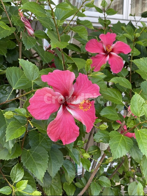 plant,식물,flower,꽃,blossom,식물,자연,plants,nature,꽃,flower