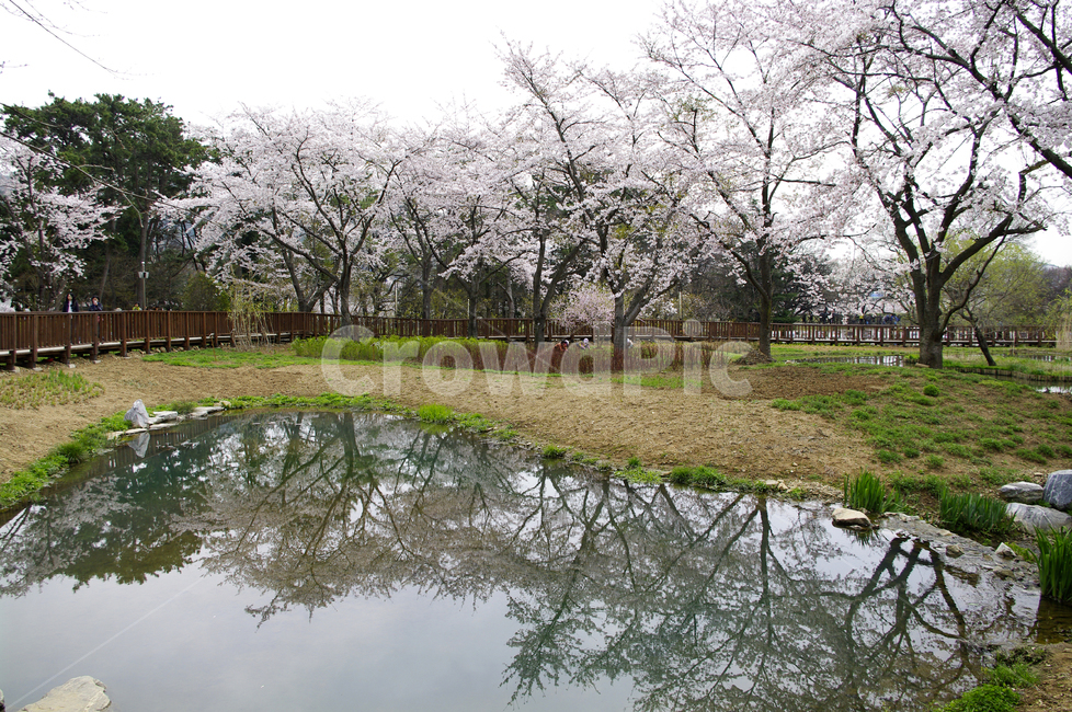 봄,벚꽃나무,연못,반영,나무,꽃,풍경,봄,계절,spring,season,식물,자연,plants,nature,꽃,flower,plant