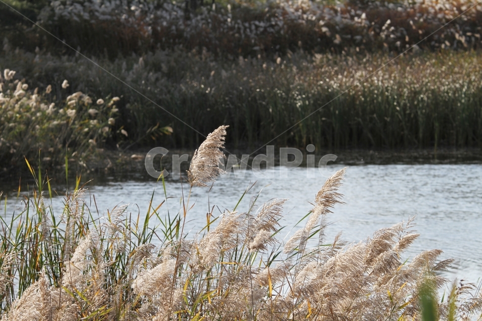 갈대,식물,가을,감성사진,호수,꽃,억새,가을,계절,fall,autumn,season,식물,자연,plants,nature,grass,잔디,plant,lawn,reed,bird,새,animal,동물