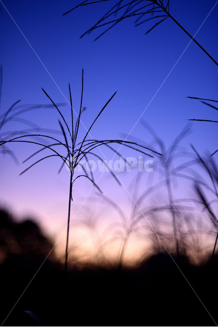 억새,갈대,가을,실루엣,하늘공원,식물,자연,plants,nature,실루엣,그림자,silhouette,shadow