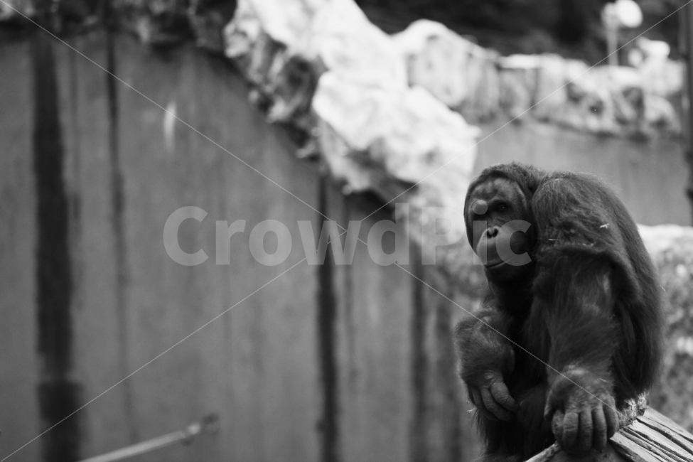 오랑우탄,흑백,동물사진,동물원사진,오랑우탄사진,감성사진,흑백사진,동물,animal,포유류,mammal,흑백,모노톤,monochrome,black and white