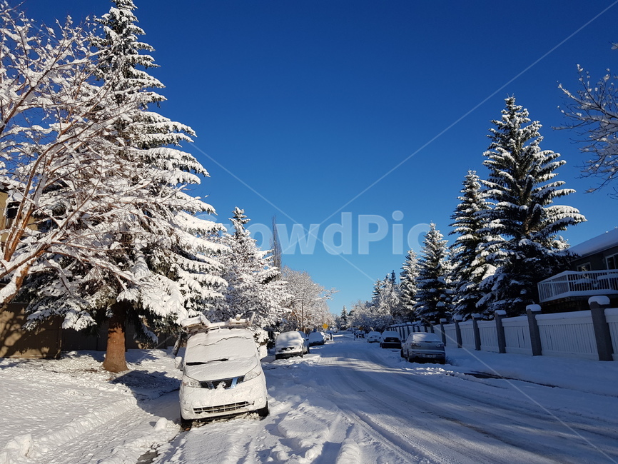 전나무,겨울,풍경,눈,tree,겨울,계절,winter,season