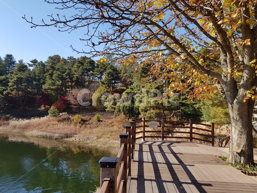 청남대,청남대단풍,단풍나무,단풍잎,맑은하늘,파란하늘,하늘,노란단풍,대청호,물가,쉼터,대청호수