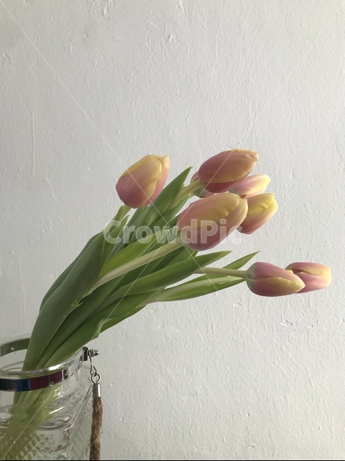 꽃,튤립,flower,tulip,봄,spring