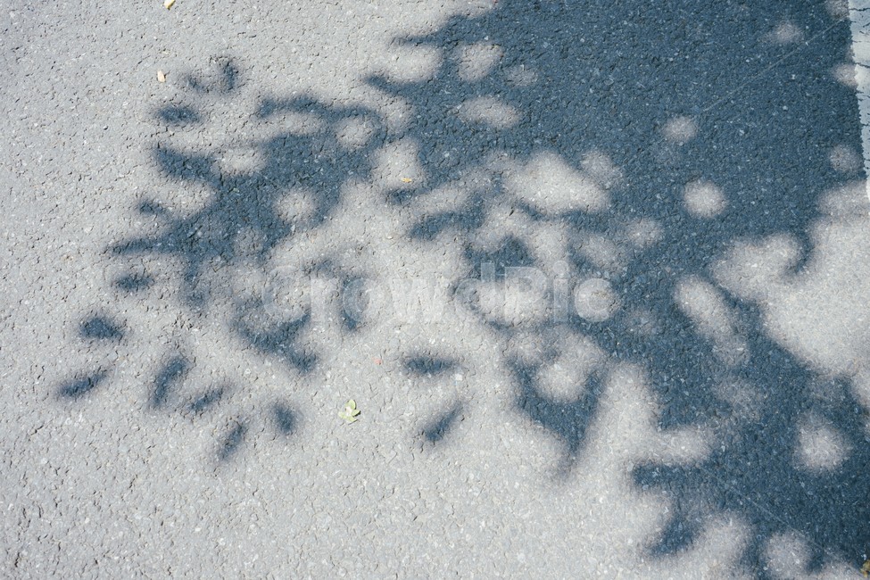 그림자,shadow,감성사진,emotion,풍경사진,landscape,휴식,힐링,풍경,나뭇잎,아스팔트,길,실루엣,그림자,silhouette,shadow