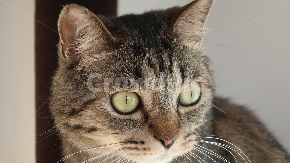 고양이,태비고양이,고등어줄무늬,태비줄무늬,검은고양이,귀여운,포유류,동물,pet,animal,mammal,반려동물,애완동물,반려묘,집고양이,cat,kitty,kitten,아기고양이,동물,animal,포유류,mammal,고양이,cat,kitten,kitty