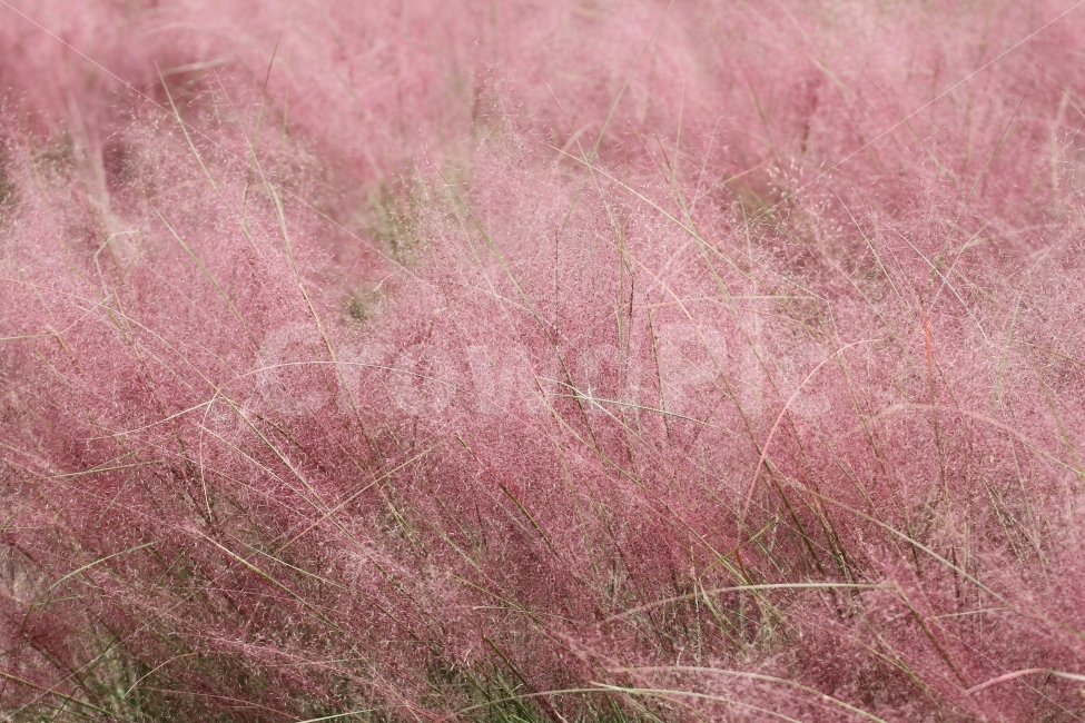 감성사진,가을,핑크뮬리,분홍억새,식물,자연,꽃,가을,계절,fall,autumn,season,식물,자연,plants,nature,감성,sensible,feeling,grass,잔디,plant