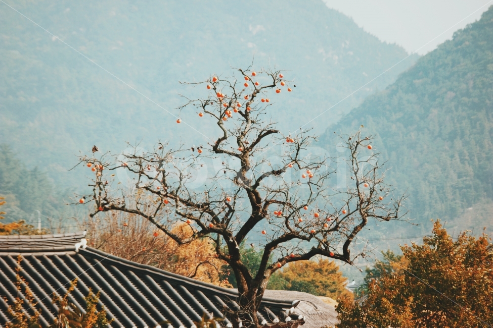 한국,풍경,가을,정취,감,기와,산,persimmon,강,새,고요,아침,경관,자연,풍광,nature,landscape,한국자연풍경,한자연경관,koreanaturelandscape,감성,감정,sensible,feeling,emotion,계절,season,마을,rural,한국전통,한국문화,koreatraditional,koreaculture,plant,나무,trees,wood,가을,계절,fall,autumn,season,시골,마을,풍경,landscape,country,rural,town,한국전통,한국문화,korean traditional,korean culture,식물,자연,plants,nature,나무,trees,wood,과일,열매,fruit,감성,sensible,feeling