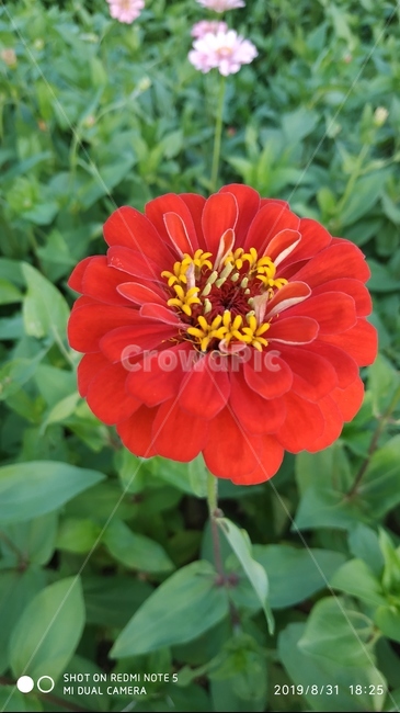 plant,식물,pollen,화분,백일홍,꽃,빨강,빵간꽃