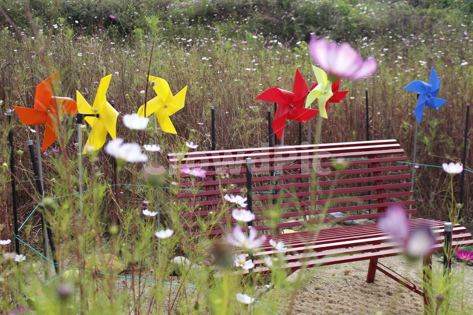 의자,바람개비,꽃,꽃밭,코스모스,코스모스밭,식물,자연,plants,nature,꽃,flower